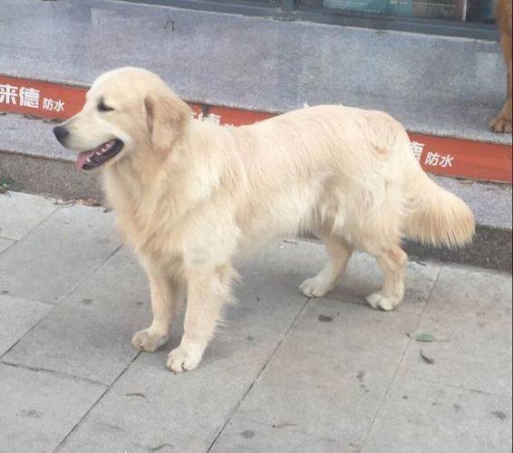 奶白色金毛借配种(不是卖)—红河州金毛犬