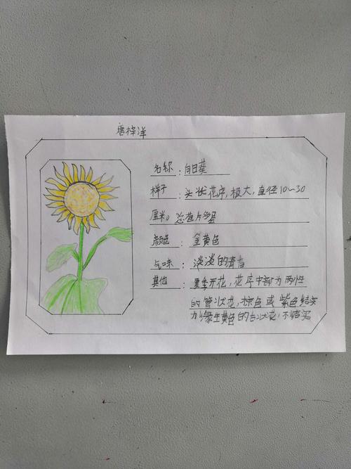 三一班作业展示(二)——植物记录卡