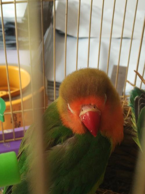 牡丹鹦鹉嘴上边的毛掉了,还总是困,怎么回事?