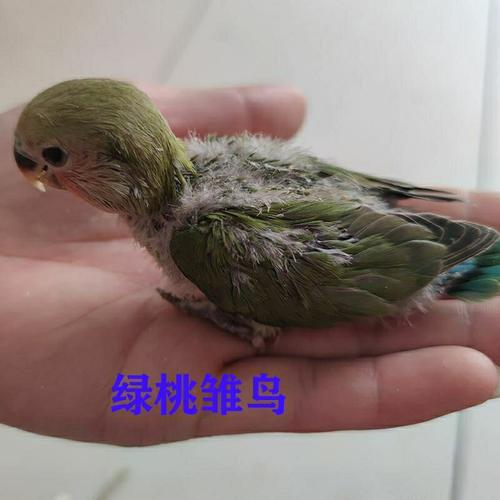 【京选推荐】鹦鹉活玄凤鸟15-30天雏鸟特色牡丹雏鸟大头虎皮半毛手养