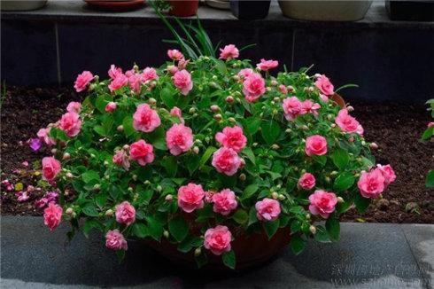 重瓣小凤仙花种植经验