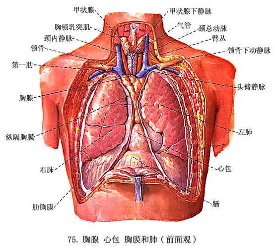 肺韧带:纵隔胸膜和脏胸膜在肺根下方相互移行,前,后两层重叠而形成
