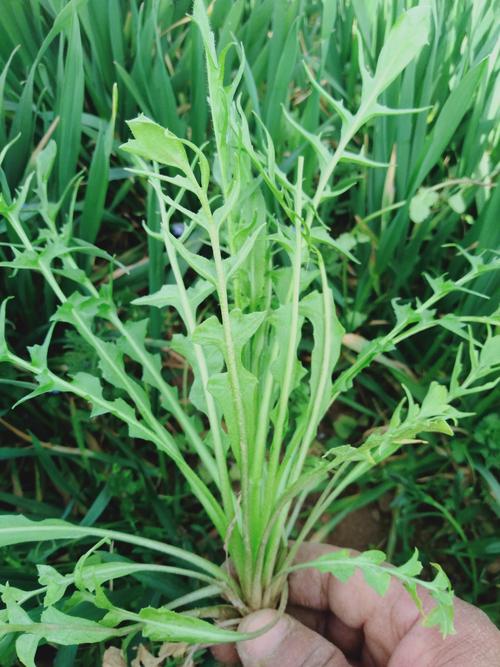 凉拌麦蒿野菜的制作流程(内附实图)