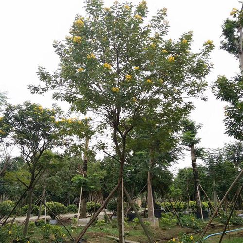 黄花槐丛生广西黄花槐胸径