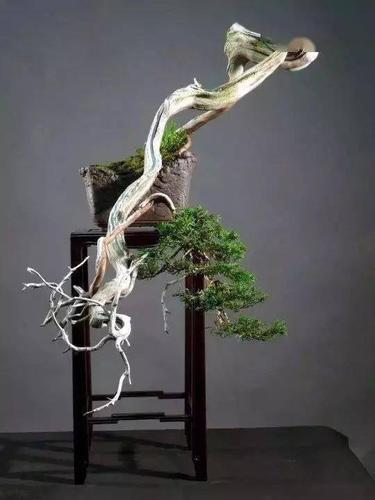 崖柏盆景制作管理