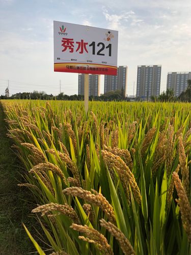 秀水121(全面替代嘉花1号的粳稻新品种)