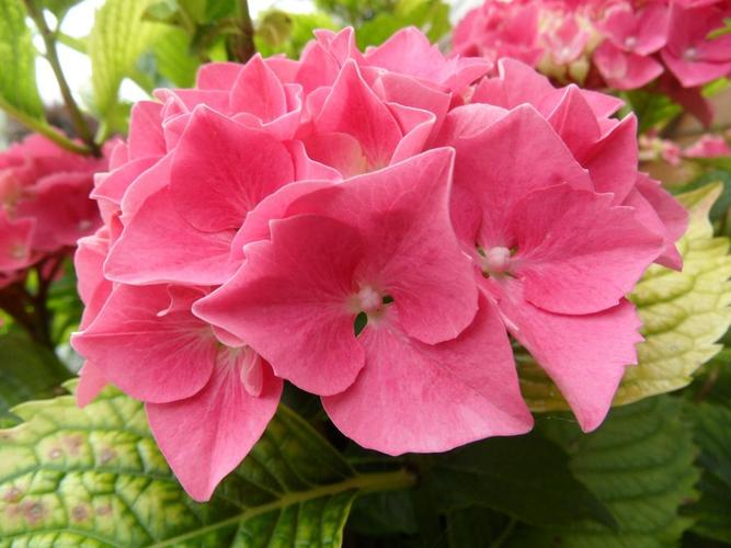 花,自然,夏天的花