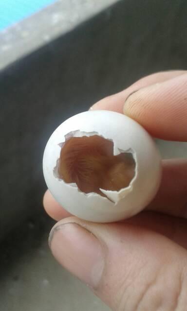 为什么孵化15天左右,小鸽子总是死在蛋壳里