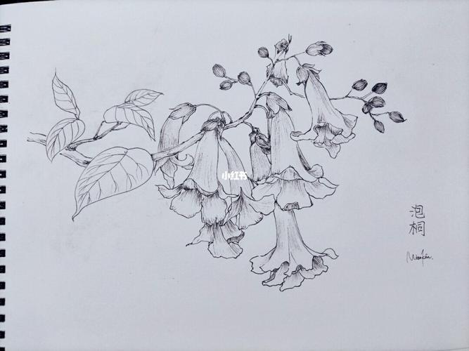 古风线描花卉——泡桐花_花卉_线描_古风_花卉线描_文化_绘画