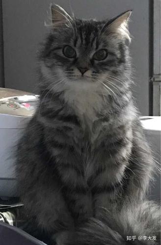 狸花猫可以漂亮到什么程度?