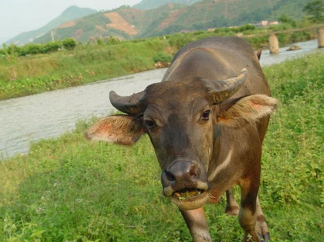 牛炭疽病的症状图片有哪些?