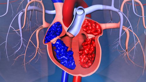 三维人体心脏跳动