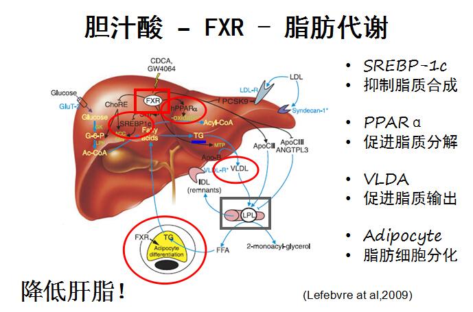 胆汁酸应用领域 > >>家禽专用 >