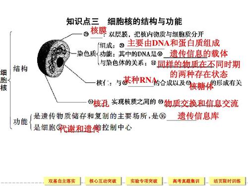 1-2-3细胞核的结构与功能ppt