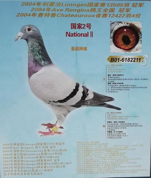 国家2号欣赏_中天a舍-中信网爱鸽商城