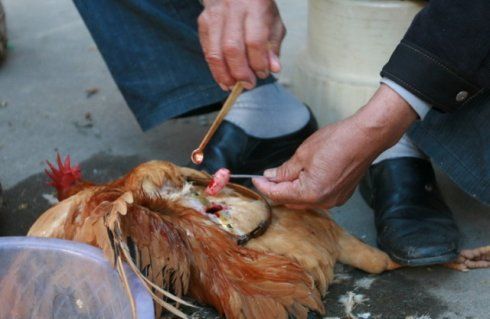 很细,和最细的钓鱼绳子差不多先把鸡内脏分开熟练的掏出公鸡的睾丸老