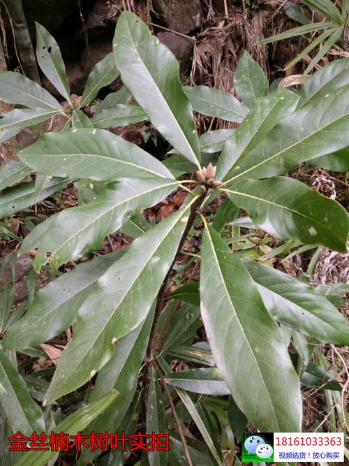 野生金丝楠木下山桩树桩盆景树苗珍贵苗木四川小叶桢楠雅楠实拍桩