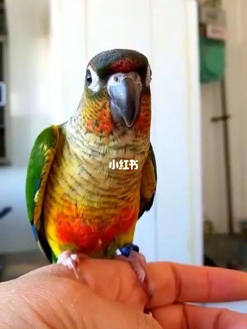 求助,小太阳鹦鹉平时吃什么_鹦鹉_磨牙_宠物_宠物其他