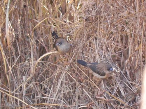 白腰文鸟(汪文革拍摄)