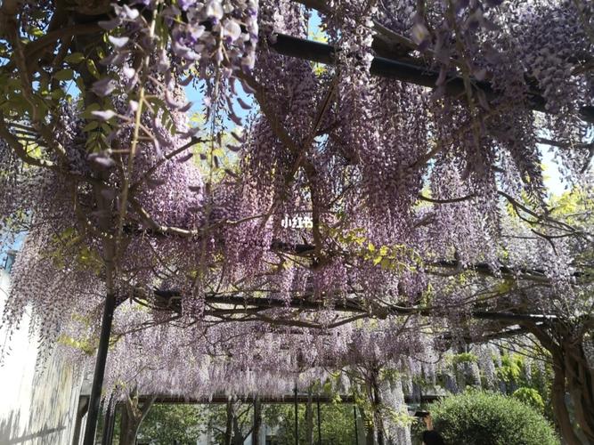 紫藤花园_出行_人文风光展示