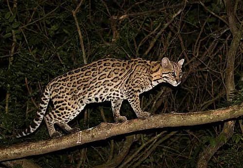 薮猫和豹猫的3个主要区别,你了解多少?