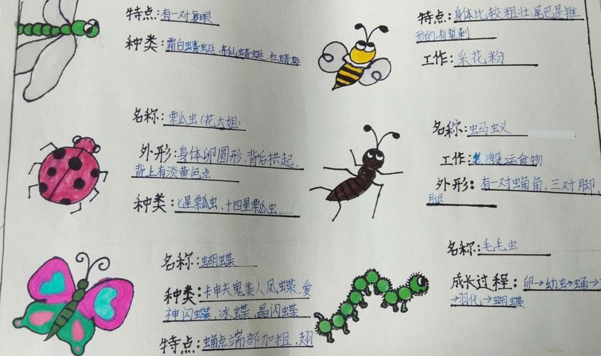 迎胜小学三年级语文实践活动《昆虫备忘录》