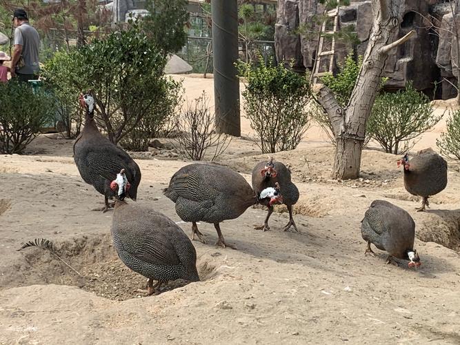 永年佛山动物园