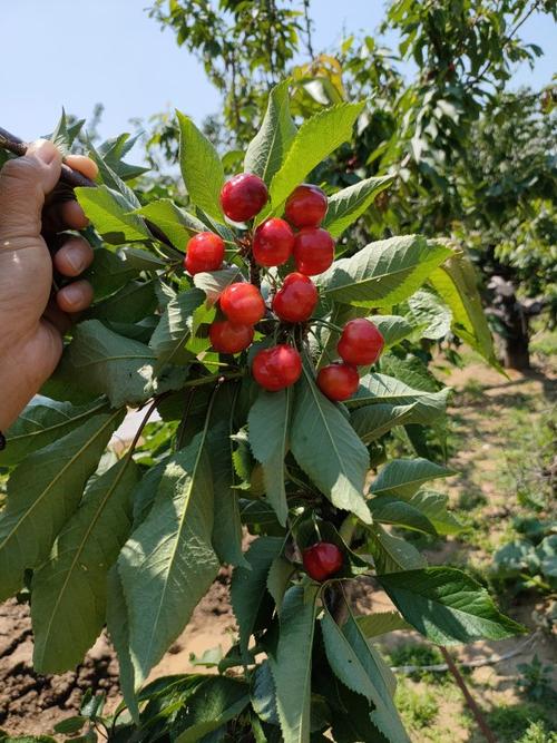 需要樱桃矮化苗 樱桃乔化苗 品种有美早 辉煌1-5樱桃 齐早樱桃 鲁樱三