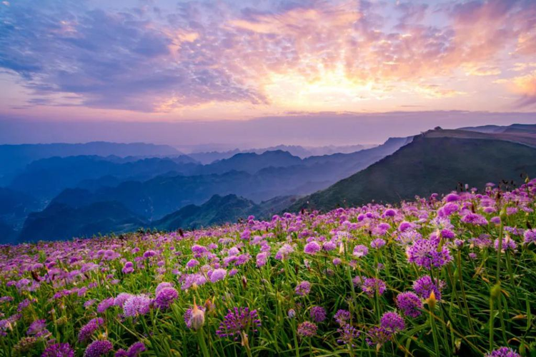 壮观贵州屋脊韭菜坪进入赏花期