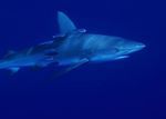 加拉帕戈斯鲨鱼