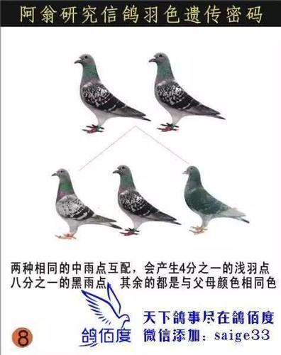 鸽子羽色配对图谱
