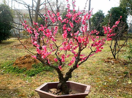 梅花树苗红梅苗腊梅乌梅绿梅素心梅美人梅盆景造型室内盆栽嫁接.