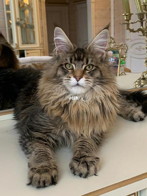 05俄罗斯缅因猫,男孩9699,4.5个月_宠物_宠物_猫