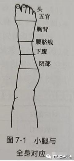 七七部位小腿部位