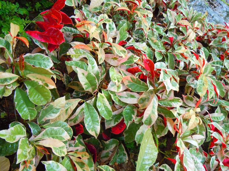 红背桂花有毒吗会致癌吗 红背桂花适合家养吗作用有