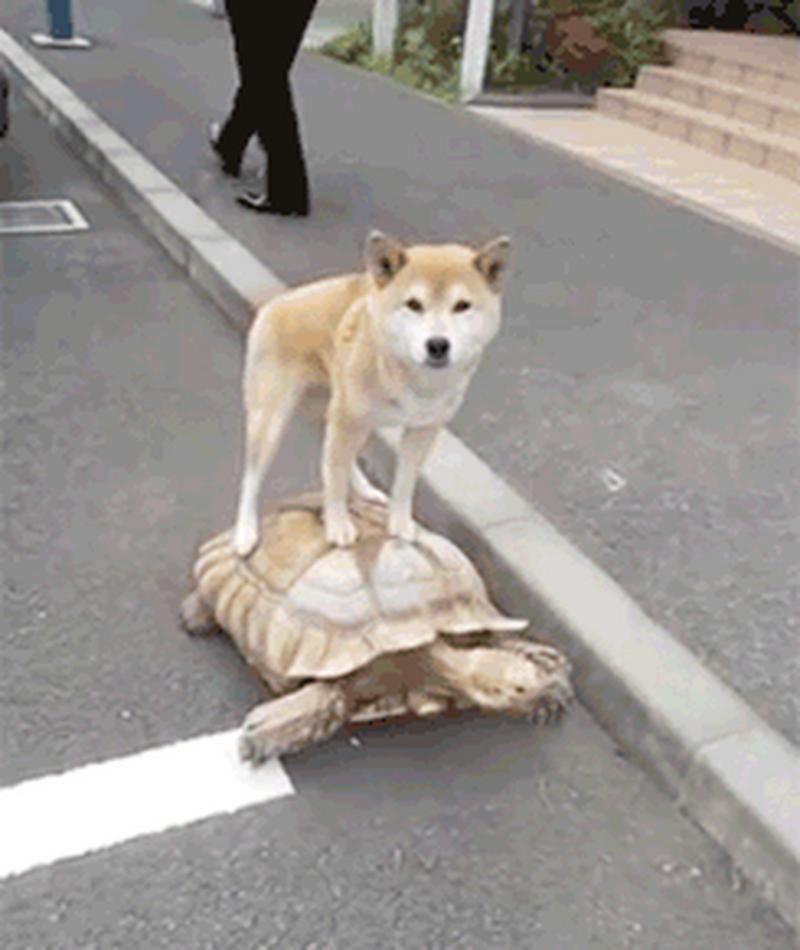 搞笑萌宠gif:图一狗子出门有牌面,还有专门的司机