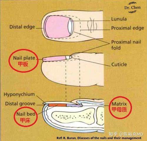 一,甲单位结构概念 首先我们先来看看指甲的结构:甲母质,甲床,甲板.