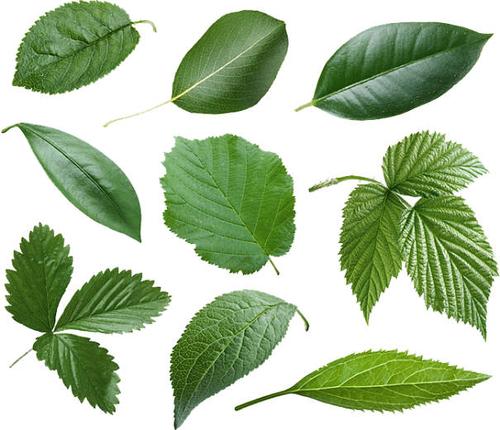 叶子的形状,为什么能千差万别呢?