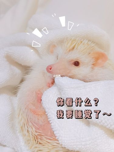 我家可爱的小刺猬表情包来啦!_表情包_宠物_我的萌宠