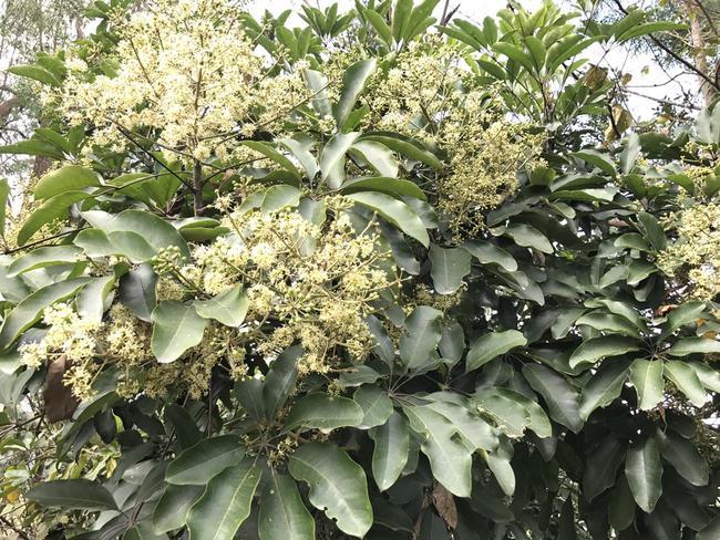 鸭脚木蜂蜜的功效与作用鸭脚木蜜的功效与美容养颜