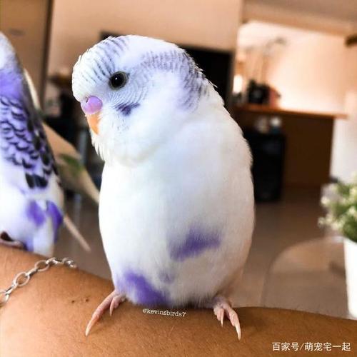 五彩斑斓的虎皮鹦鹉,颜色都好仙女!