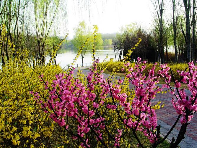 桃红柳绿迎春花.jpg
