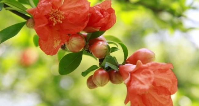 石榴花几月开花