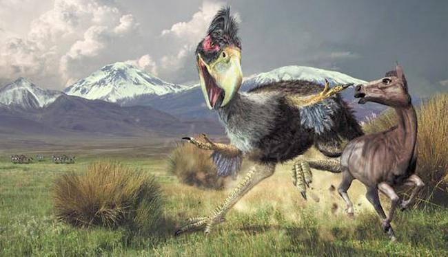 世界十大不能飞的鸟类 排名第一的恐鸟平均身高有3米