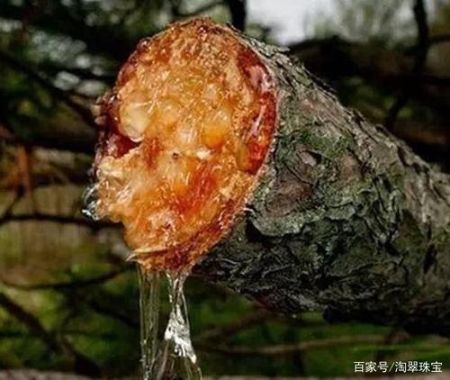 琥珀形成的四个条件是什么?这些形成的条件大家都应该