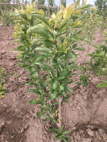 李子树苗 干碗离合新品种,口感香甜可口,耐运输