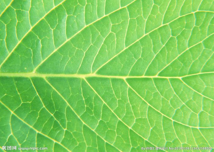 叶脉图片