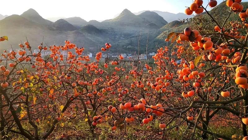 恭城月柿直播网销走四方