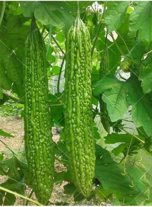 高温天气胃口不佳,餐桌上少不了一碗汤,苦瓜黄豆排骨汤营养解暑