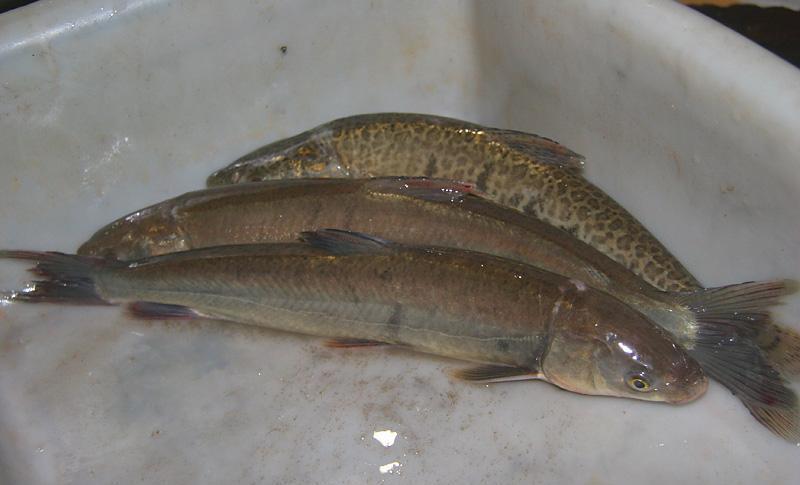 为什么中医都吩咐少吃无鳞鱼?有什么科学依据吗?